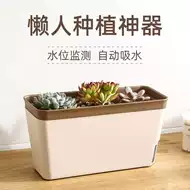 白菜花盆栽 新人首单立减十元 21年8月 淘宝海外