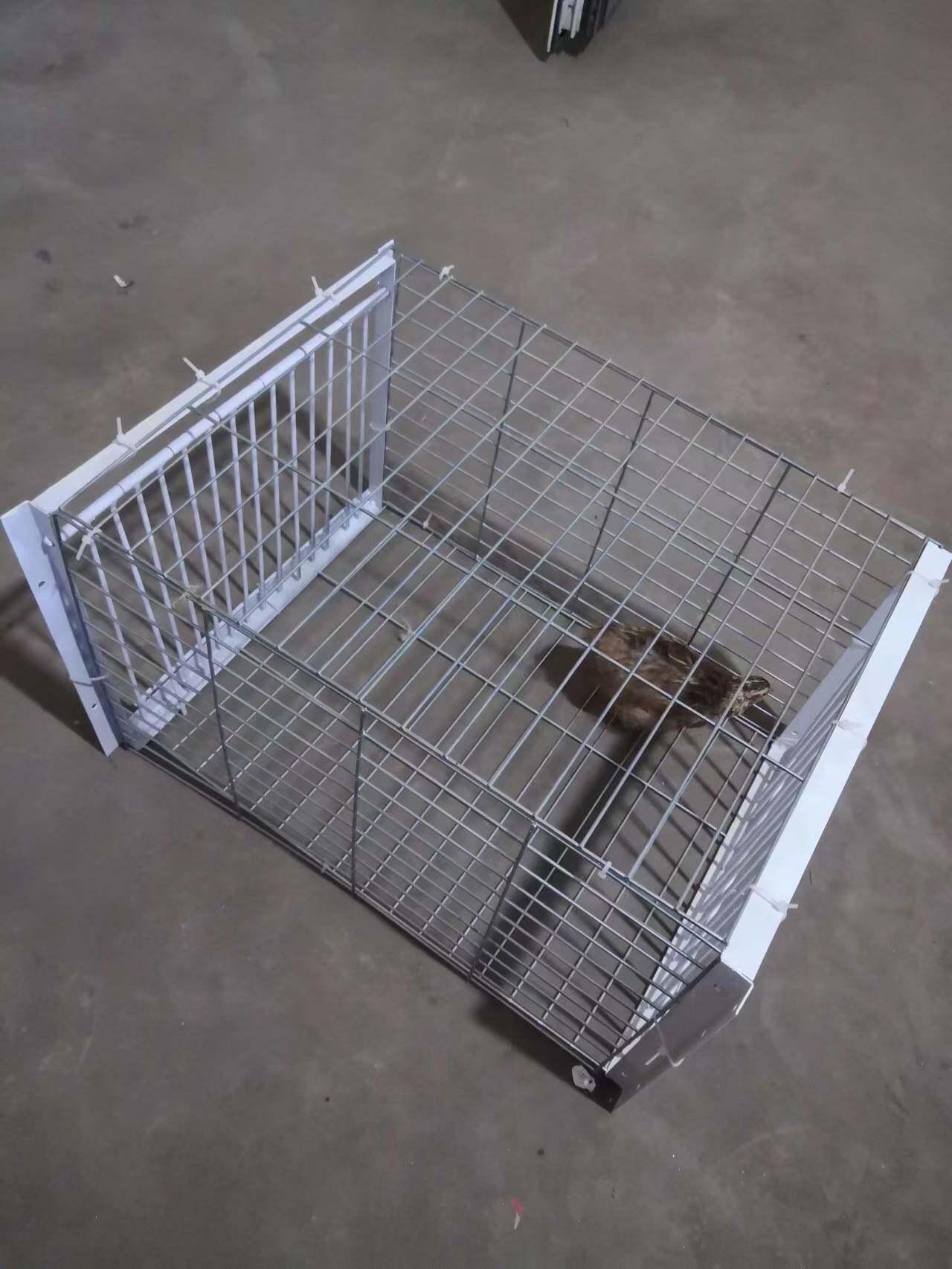 鸽子撞门笼鸽子笼加密天落笼撞门笼鸽笼鸽子笼收鸽笼只进不出鸟笼