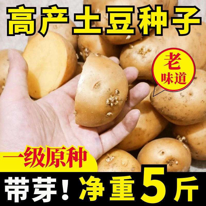 内蒙古黄心高产特大土豆种子春秋原老品种带芽东北马铃薯栽孑早熟 - 图0