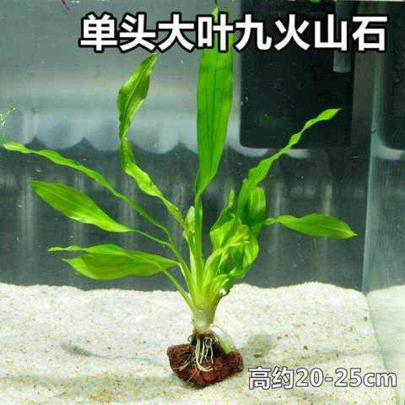 养金鱼的水草植物真草成景内景水草鱼缸里客厅种植造景草布景仿真-图1