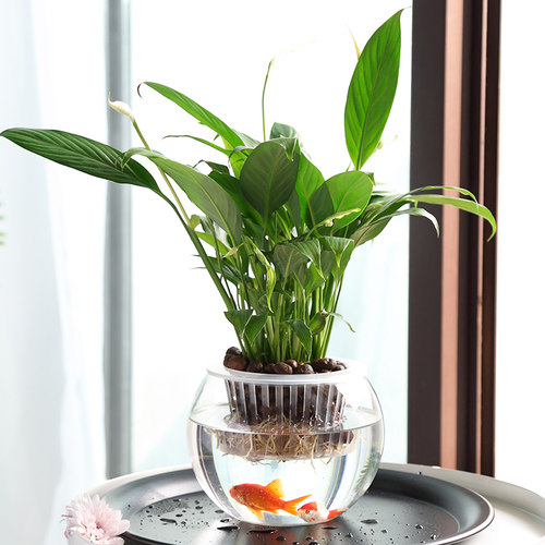 创意水培瓶植物透明玻璃花瓶容器绿萝花盆养花绿植缸水养摆件器皿 - 图0