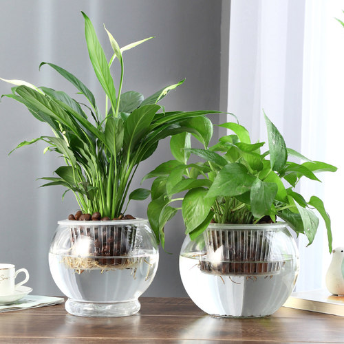 创意水培瓶植物透明玻璃花瓶容器绿萝花盆养花绿植缸水养摆件器皿 - 图2