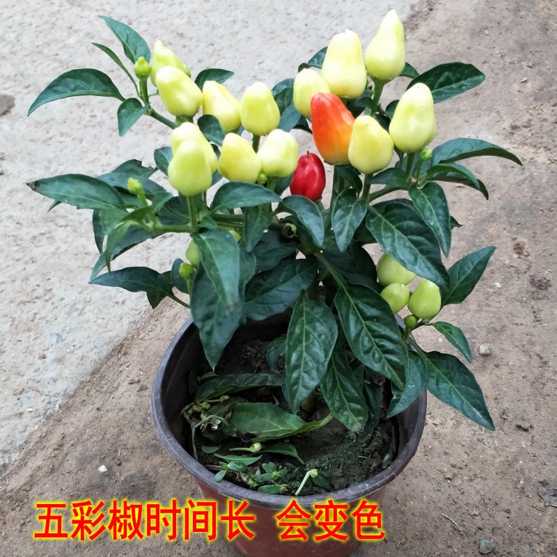 家养观赏椒彩椒食用彩椒蔬菜阳台盆栽种植辣椒辣椒苗带果发货 - 图0