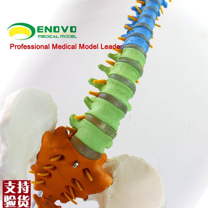 ENOVO颐诺医k学人体教学脊柱模型正骨手法练习脊椎脊柱骨骼模型中,淘宝优惠券,粉丝福利购,淘宝优惠卷