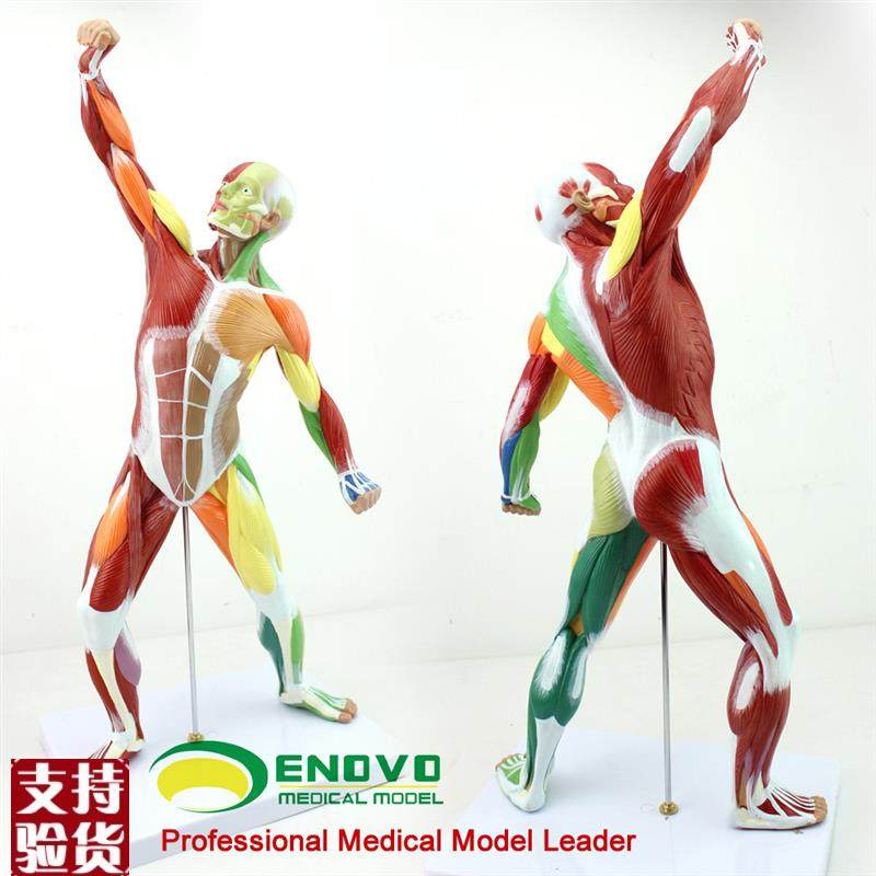 ENOVO颐诺医学美术人体全身肌肉模型运动肌肉解剖V系统健身教学人 - 图0