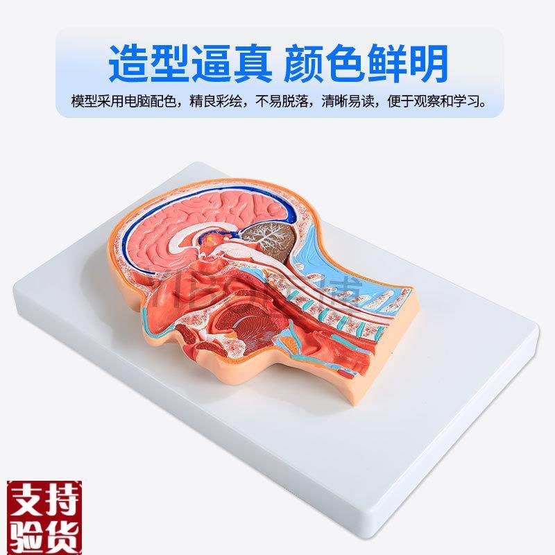 医博BIX-A106z5人体头部切面展示模型,淘宝优惠券,粉丝福利购,淘宝优惠卷