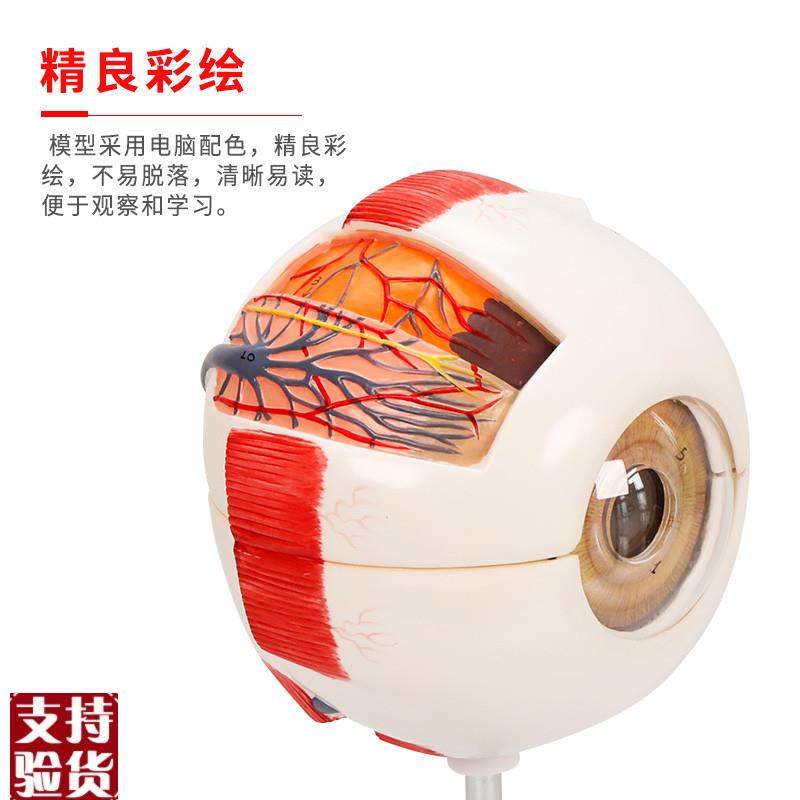 医博人体眼球模型眼睛眼球结构解刨模型放大6倍医用人体眼球模型,淘宝优惠券,粉丝福利购,淘宝优惠卷