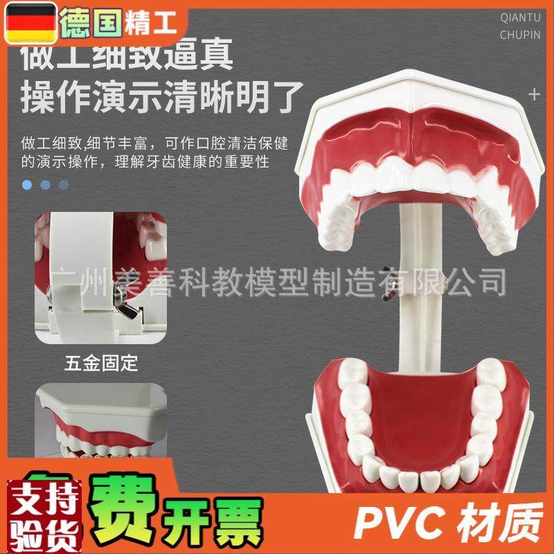 牙保健模型2倍口腔护理刷牙指导教学仪器牙O列牙齿儿童刷牙教具 - 图0