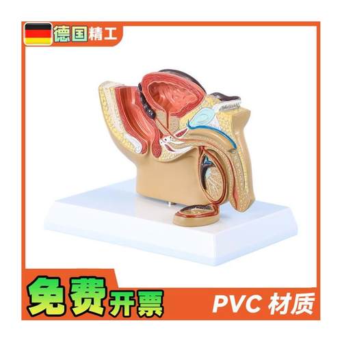德国】男性盆腔前列腺泌尿生w殖系统睾丸切面解剖模型男科计生展 - 图3
