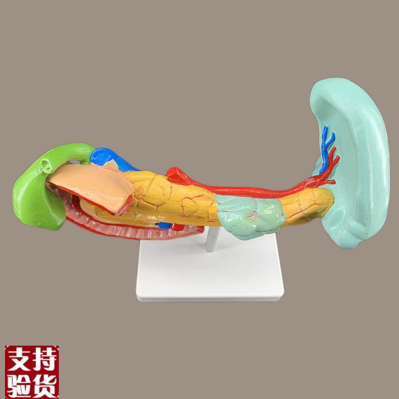 病变胰脾肝胆十二指肠模型病y理标本胰脾肝胆人体器官解剖教学模,淘宝优惠券,粉丝福利购,淘宝优惠卷