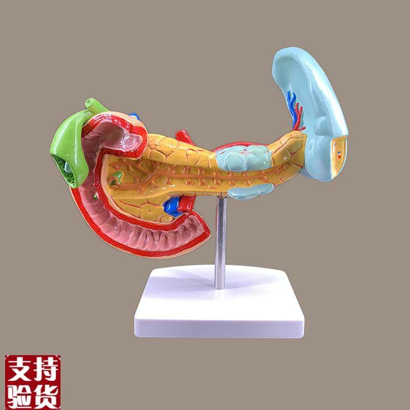 病变胰脾肝胆十二指肠模型病y理标本胰脾肝胆人体器官解剖教学模,淘宝优惠券,粉丝福利购,淘宝优惠卷