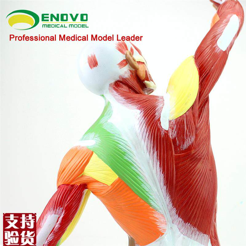 ENOVO颐诺医学美术人体全身肌肉模型运动肌肉解剖V系统健身教学人 - 图1