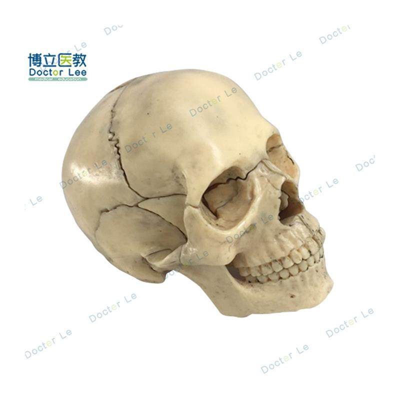 15部件头颅骨模型o彩色头骨模型医用牙科诊所教学用具可拆卸,淘宝优惠券,粉丝福利购,淘宝优惠卷