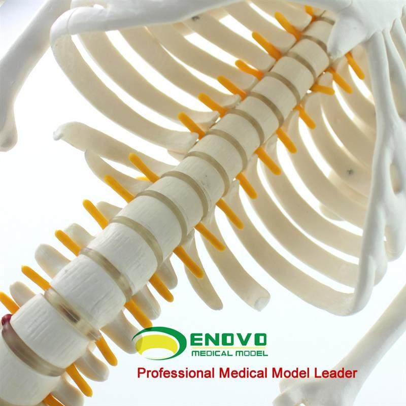 ENOVO颐诺85CM人体骨骼脊神经模型医学用瑜伽健W身教学习骨骼模,淘宝优惠券,粉丝福利购,淘宝优惠卷