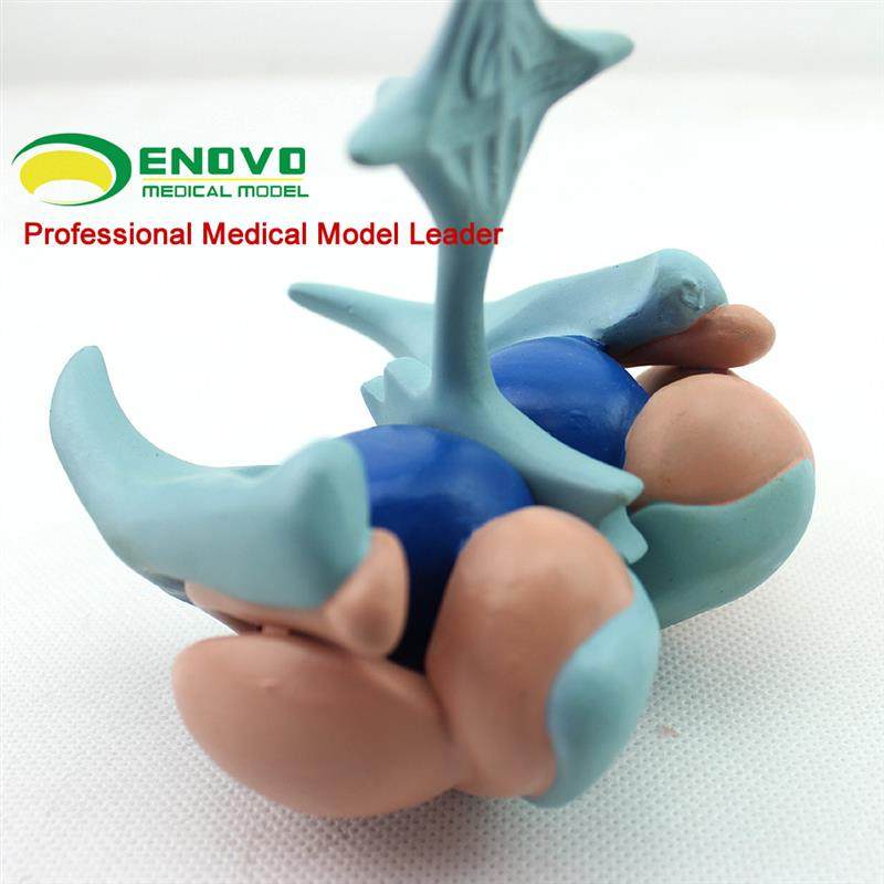 ENOVO颐诺h大脑基底核脑室铸型模型丘脑模型大脑室铸型尾状核上,淘宝优惠券,粉丝福利购,淘宝优惠卷