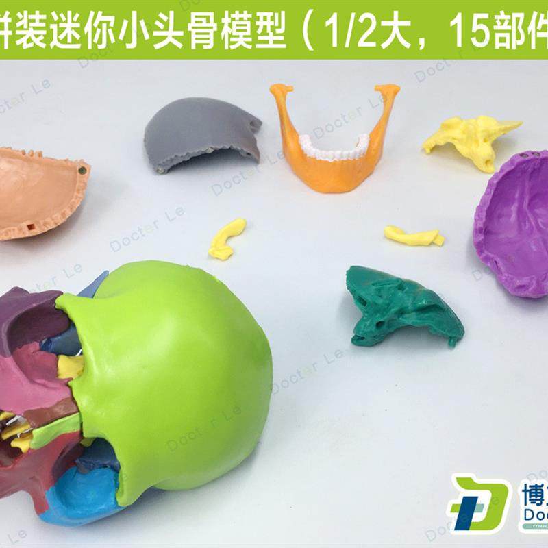 15部件头颅骨模型o彩色头骨模型医用牙科诊所教学用具可拆卸,淘宝优惠券,粉丝福利购,淘宝优惠卷