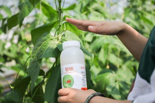 顺丰速运~智利小植绥螨   天敌防控   红蜘蛛 - 图0