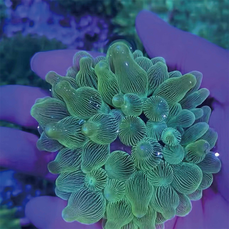 奶嘴海葵紫头奶嘴海葵小丑鱼共生海葵海缸海葵活体荧光软体珊瑚 - 图2