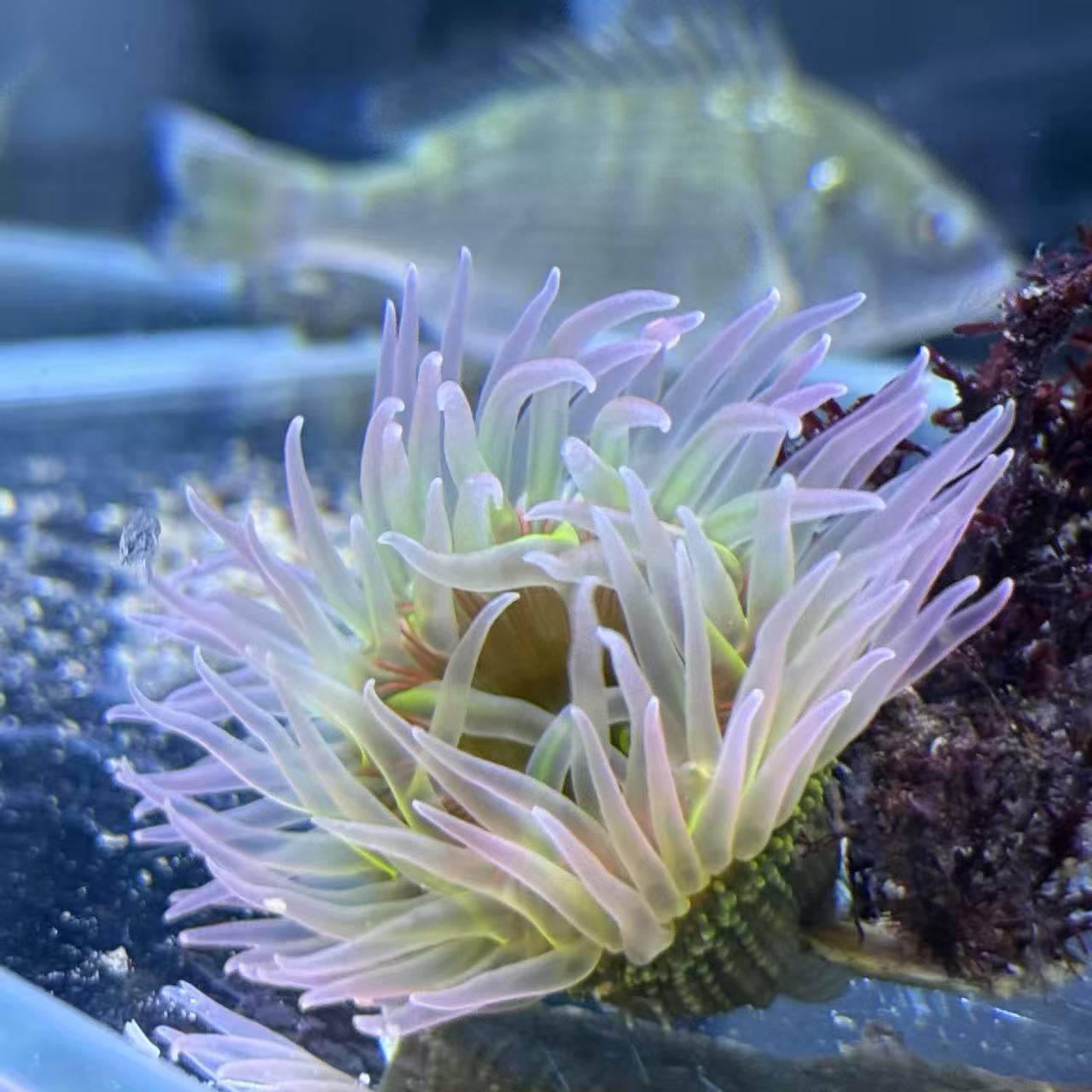 海葵绿疣活体小丑鱼海水生物造景海缸珊瑚海草软体观赏,淘宝优惠券,粉丝福利购,淘宝优惠卷