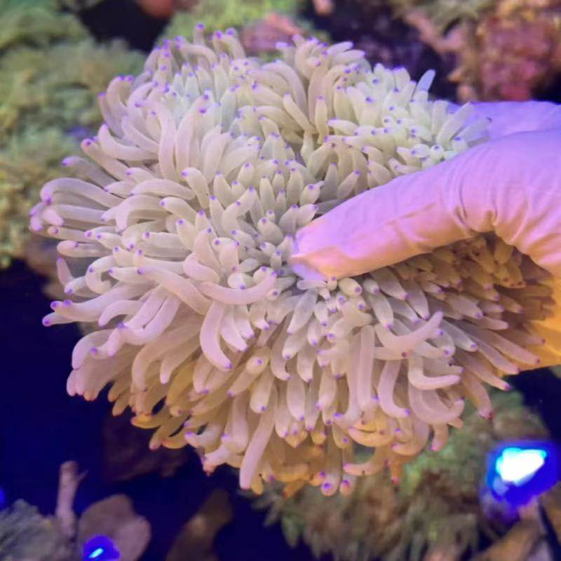 紫点白葵公主葵海水生物奶嘴海葵小丑葵红奶嘴海葵地毯海葵,淘宝优惠券,粉丝福利购,淘宝优惠卷