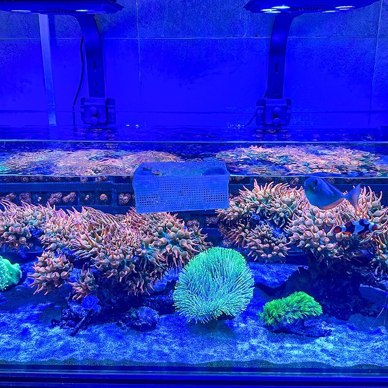 红奶嘴海葵小丑鱼共生海葵软体海葵绿奶嘴荧光奶嘴地毯,淘宝优惠券,粉丝福利购,淘宝优惠卷