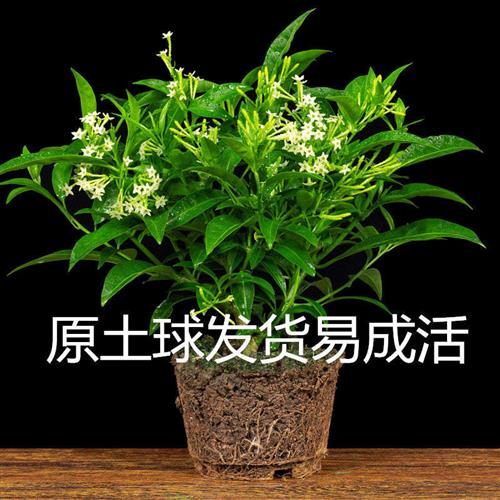 夜来香盆栽花香驱蚊四季青开花不断浓香花卉驱蚊植物花草净化空气 - 图0