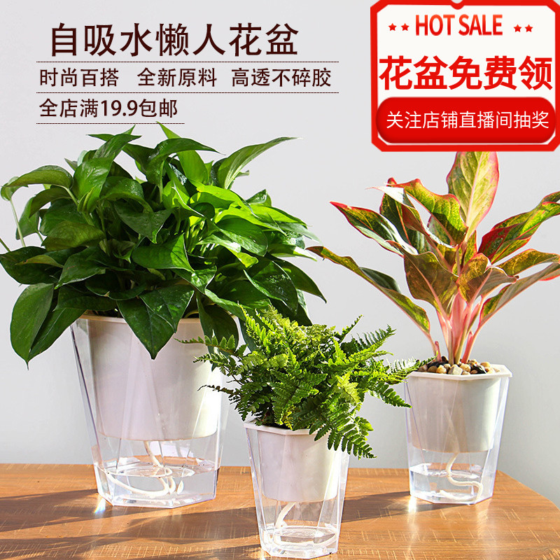 薄荷花盆室内 新人首单立减十元 21年7月 淘宝海外 薄荷花盆室内 新人首单立减十元 21年7月 淘宝海外