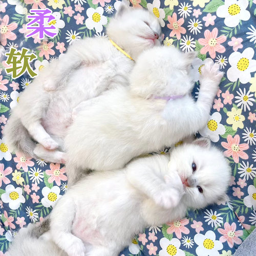 幼猫咪幼犬记号圈手工编织识别带可调节挂绳铃铛宠物新生狗狗项圈 - 图2