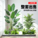 10% off on new Songyu landscaping stair corner window decoration products