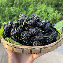 Fresh mulberry Discover Hair of Pregnant Woman Fruits Black Mulberry Fruits Without Sand Mulberry Fresh Fruit enzyme 5 catties with box Shunfeng