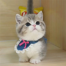 Mankikang short-footed cat infant cat pure growing gold Layered Milk White Blue Gold Asymptotic Short Leg Cat Long Little Living Cub