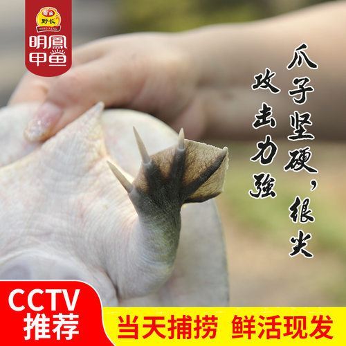 明凤马蹄甲鱼王八水鱼团鱼杭州湾生态放养形小劲猛活体母鳖450g - 图1