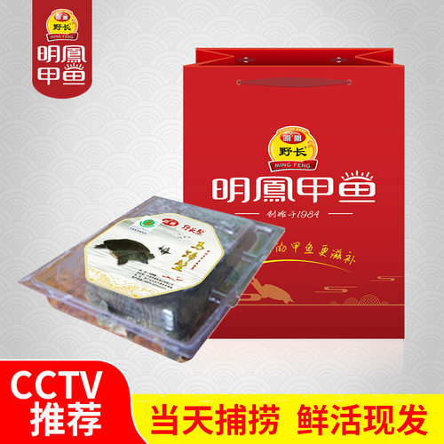 明凤马蹄甲鱼王八水鱼团鱼杭州湾生态放养形小劲猛活体母鳖450g - 图3