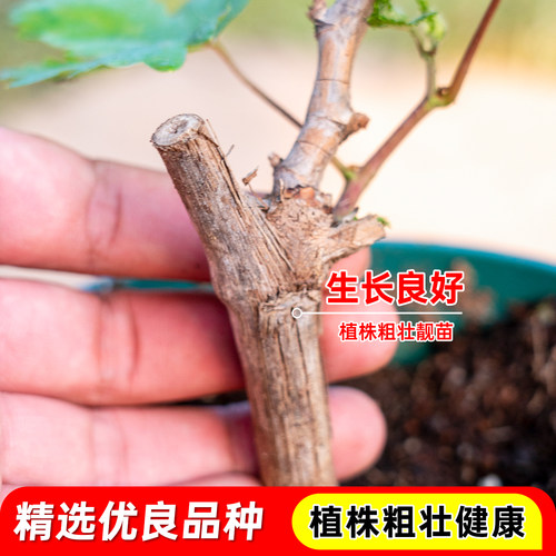 巨峰葡萄树苗果苗夏黑提子爬藤带土带叶无核南北方盆地栽当年结果 - 图1