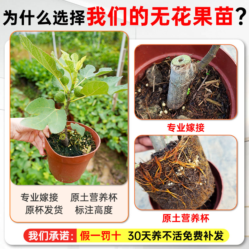 正宗无花果树苗盆栽四季特大果波姬红南北方阳台种植地栽当年结果 - 图0