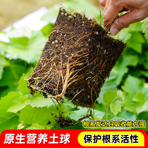 巨峰葡萄树苗果苗夏黑提子爬藤带土带叶无核南北方盆地栽当年结果 - 图0