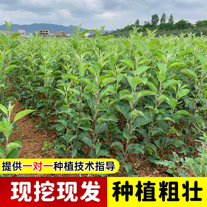 正宗苹果树苗当年结果盆栽地栽庭院南方北方种植高产大果带土带叶