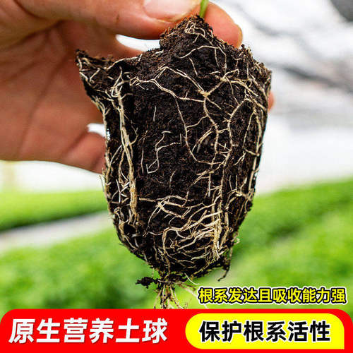 百香果苗四季结果黄金百香果树苗嫁接苗四季南方当年结果阳台盆栽 - 图0