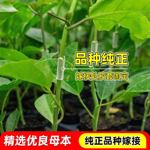 百香果苗四季结果黄金百香果树苗嫁接苗四季南方当年结果阳台盆栽 - 图1
