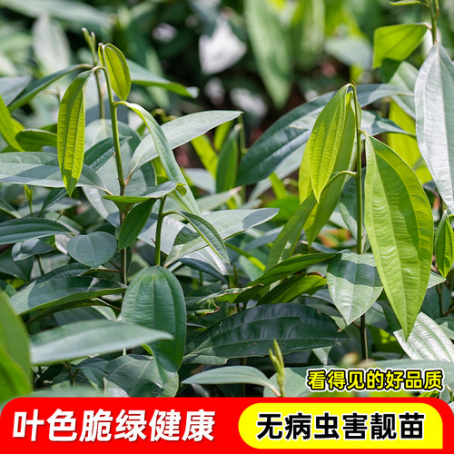肉桂营养杯苗食用大料调味香料叶桂皮玉桂树南北方四季种植带土发 - 图2