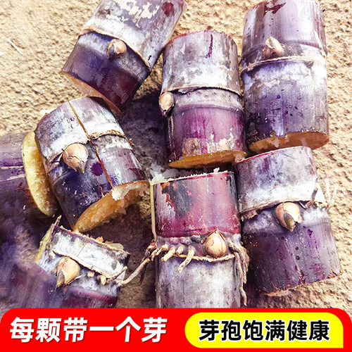 广西甘蔗种苗黄皮甘蔗种苗盆栽黄金甘蔗新鲜带芽发货黑皮甘蔗苗种 - 图0