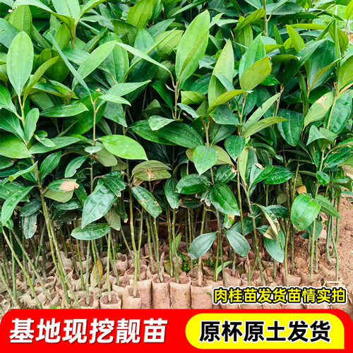 肉桂营养杯苗食用大料调味香料叶桂皮玉桂树南北方四季种植带土发 - 图3