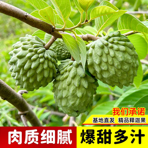 正宗凤梨释迦果树苗嫁接果苗台湾牛奶番荔枝红特大南方种植盆栽苗 - 图2