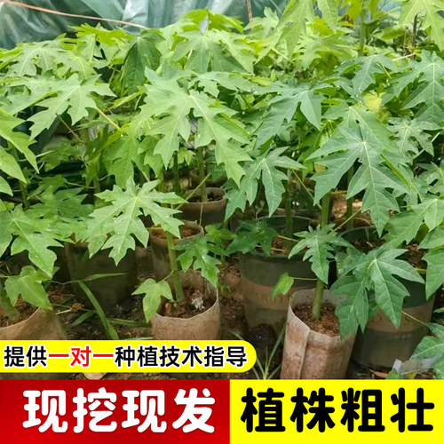 精品木瓜树苗矮化高产冰糖红心木瓜四季种植盆栽地栽庭院当年结果 - 图1