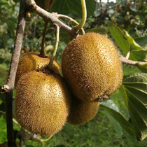 Week to Xu Xiangqi Exotic Fruits Green Heart Xu Xiangqi Isu Qin Foothills Source Green Heart Xu Xiangqi Kiwifruit