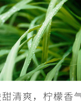 晚叙柠檬香茅单方精油10ml 天然植物驱蚊虫跳蚤净化空气清新
