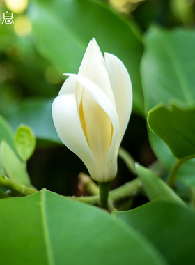 晚叙白兰花单方精油5ml平滑肌肤