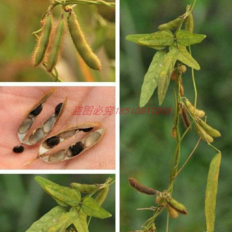 可生吞今年野黑豆马料豆纯野生非种植肾形黄芯中药材古老小黑豆 - 图0