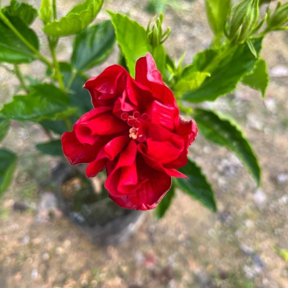 扶桑花重瓣四季大红花苗桑叶牡丹木槿朱槿盆栽植物室内阳台花卉-图0