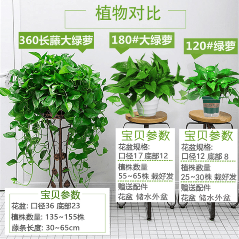 木之逸绿萝盆栽室内吸除甲醛水培好养盆景长藤垂吊绿植物大叶绿箩 - 图1